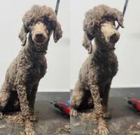 Nixie, a female Poodle - Miniature  for sale in Pocola, OK – Photo 1 of 2
