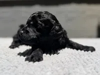 AKC, Clear, Freedom, a male Poodle - Miniature  for sale in Pocola, OK – 2 of 7