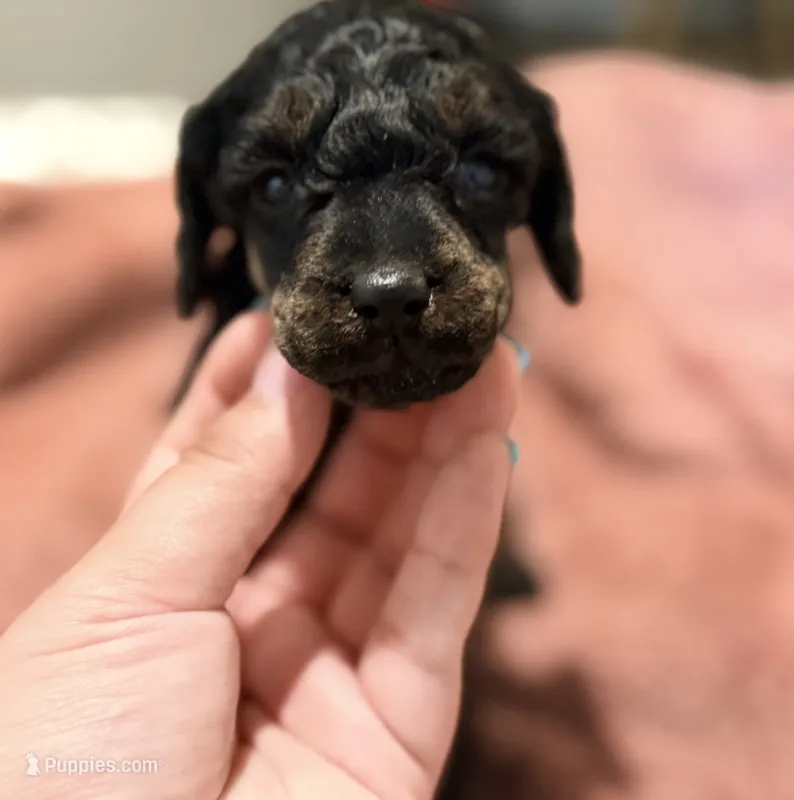 AKC, Clear, Valor – Poodle - Miniature  puppy for sale in Pocola, OK