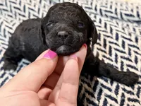 JUSTICE, a female Poodle - Miniature  for sale in Pocola, OK – 5 of 6