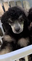 Huckleberry Pie, a male Poodle - Miniature  for sale in Pocola, OK – 3 of 4