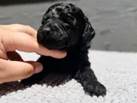 AKC, Clear, Freedom, a male Poodle - Miniature  for sale in Pocola, OK – 5 of 7