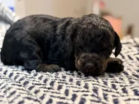 VALOR, a male Poodle - Miniature  for sale in Pocola, OK – 4 of 6