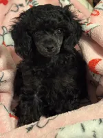 Sabbath, a female Poodle - Toy  for sale in Pocola, OK – 6 of 6