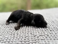 AKC Clear Independence, a female Poodle - Miniature  for sale in Pocola, OK – 4 of 6