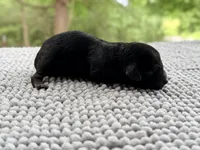 AKC Clear Valor, a male Poodle - Miniature  for sale in Pocola, OK – 5 of 9