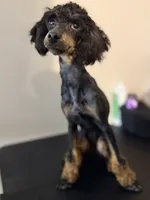 AKC Tansy. , a female Poodle - Miniature  for sale in Pocola, OK – 3 of 10