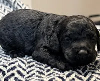 FREEDOM, a male Poodle - Miniature  for sale in Pocola, OK – 10 of 10