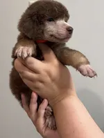 Berrykin Bloom, a male Poodle - Miniature  for sale in Pocola, OK – 5 of 7