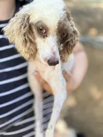 AKC, 1 Copy DM. , a female Poodle - Miniature  for sale in Pocola, OK – 3 of 3