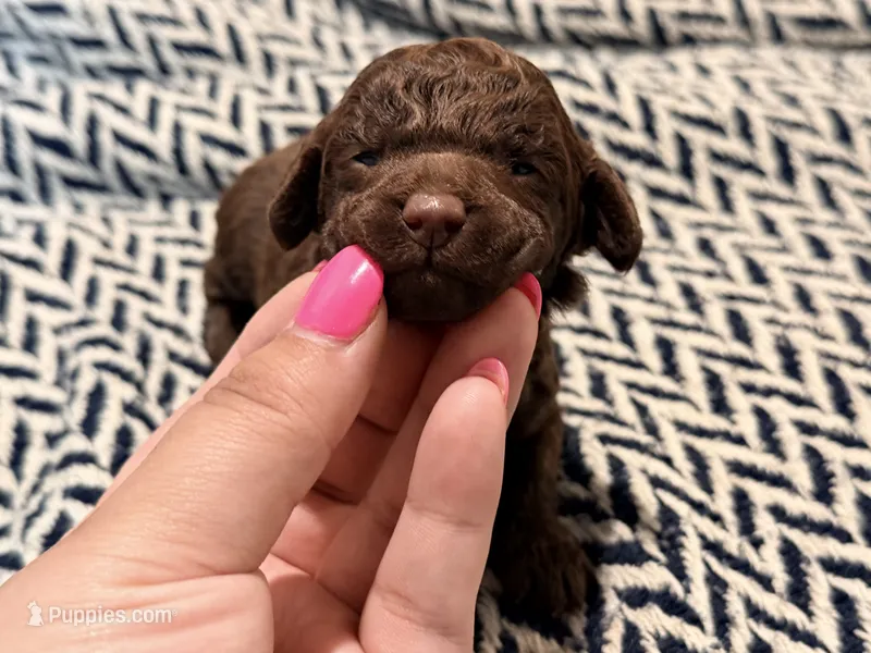 LIBERTY – Poodle - Miniature  puppy for sale in Pocola, OK