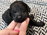 FREEDOM, a male Poodle - Miniature  for sale in Pocola, OK – 2 of 10