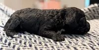 JUSTICE, a female Poodle - Miniature  for sale in Pocola, OK – 3 of 6