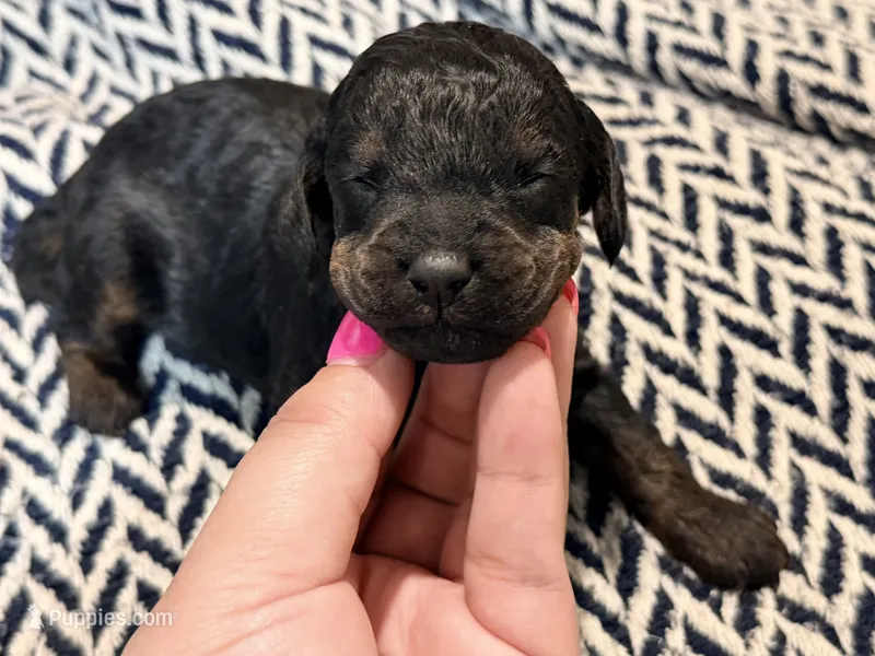VALOR – Poodle - Miniature  puppy for sale in Pocola, OK