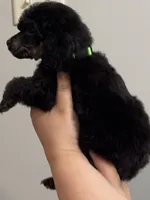 Scouty, a male Poodle - Miniature  for sale in Pocola, OK – 3 of 8