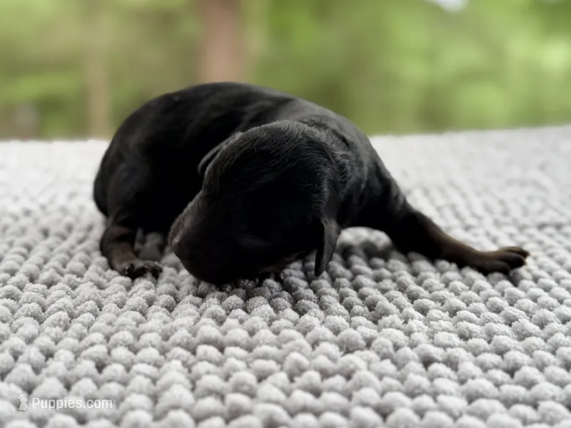 AKC Clear Valor – Poodle - Miniature  puppy for sale in Pocola, OK
