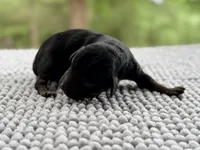 AKC Clear Valor, a male Poodle - Miniature  for sale in Pocola, OK – 1 of 9