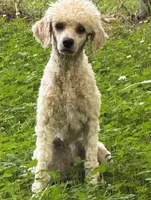Blossom, a female Poodle - Miniature  for sale in Pocola, OK – 2 of 6