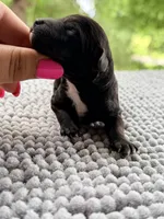 AKC Clear Justice, a female Poodle - Miniature  for sale in Pocola, OK – 3 of 7