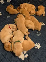 Rain, a male Golden Retriever for sale in Klamath Falls, OR – 3 of 5