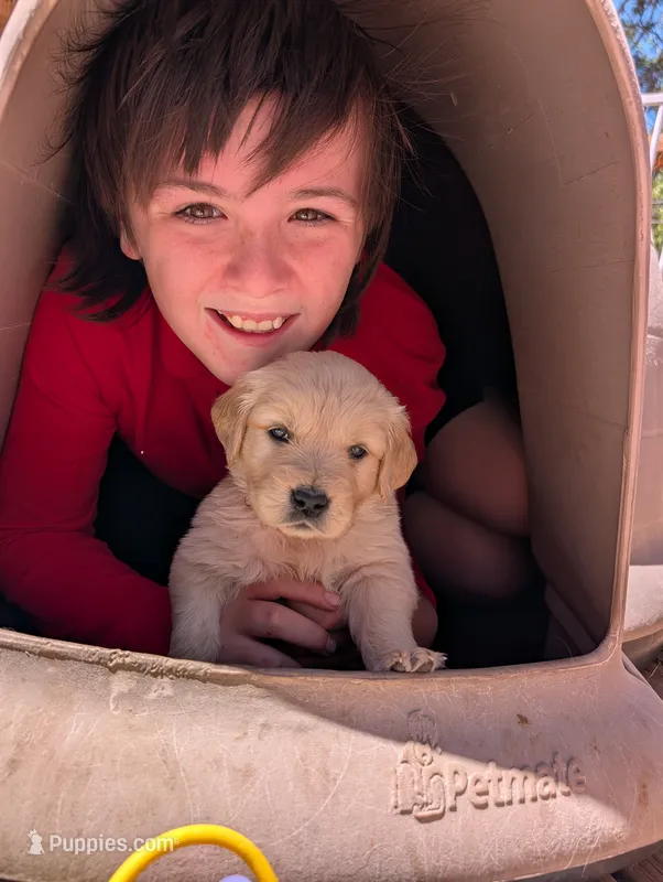 Blossom  – Golden Retriever puppy for sale in Klamath Falls, OR