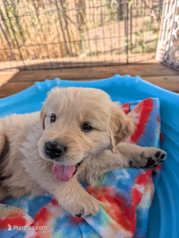 Rain – Golden Retriever puppy for sale in Klamath Falls, OR