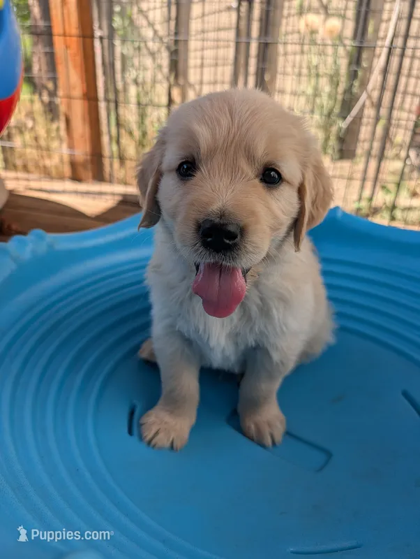 Gust – Golden Retriever puppy for sale in Klamath Falls, OR