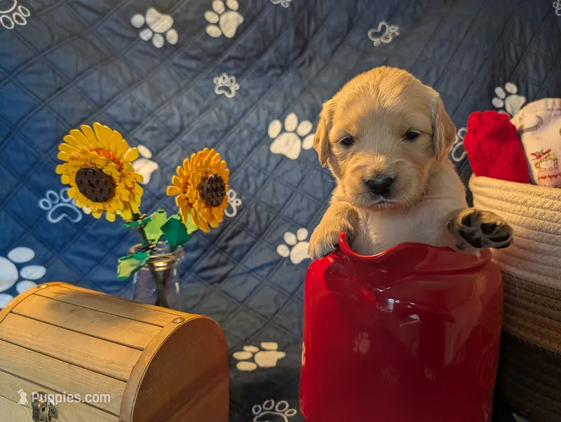 Misty – Golden Retriever puppy for sale in Klamath Falls, OR