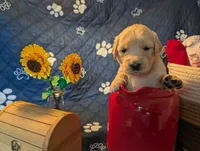 Misty, a female Golden Retriever for sale in Klamath Falls, OR – 1 of 5