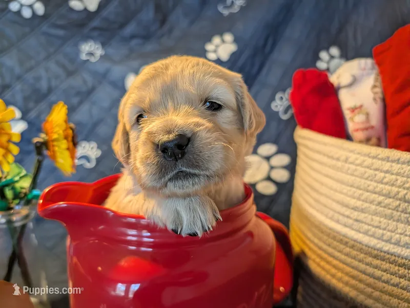 Breeze – Golden Retriever puppy for sale in Klamath Falls, OR