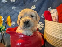 Breeze, a female Golden Retriever for sale in Klamath Falls, OR – 1 of 7