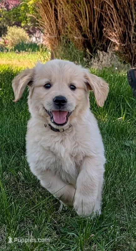 Rain – Golden Retriever puppy for sale in Klamath Falls, OR