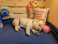 Sunshine, a female Golden Retriever for sale in Klamath Falls, OR – 2 of 5