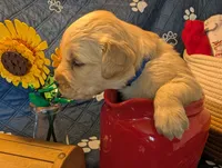 Stormy, a male Golden Retriever for sale in Klamath Falls, OR – 2 of 6