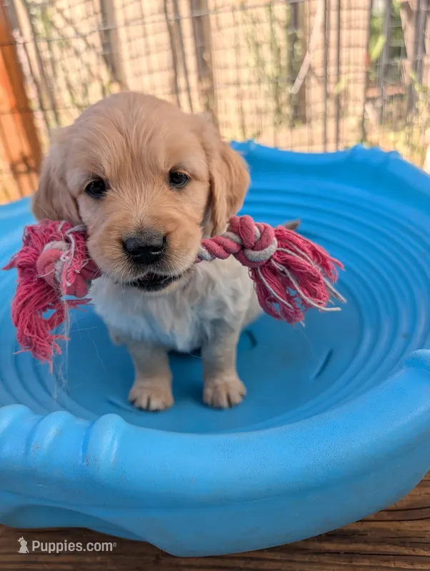 Breeze – Golden Retriever puppy for sale in Klamath Falls, OR