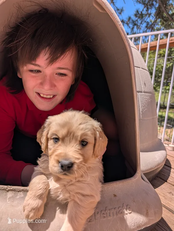 Breeze – Golden Retriever puppy for sale in Klamath Falls, OR