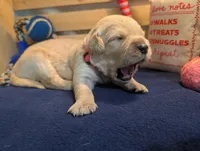 Breeze, a female Golden Retriever for sale in Klamath Falls, OR – 3 of 7