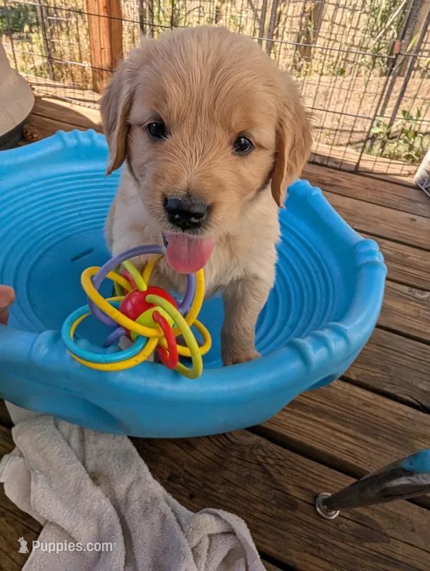 Sunshine – Golden Retriever puppy on hold in Klamath Falls, OR