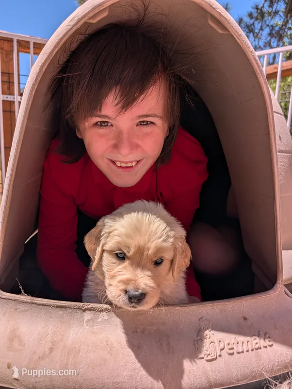 Rain – Golden Retriever puppy for sale in Klamath Falls, OR