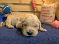 Misty, a female Golden Retriever for sale in Klamath Falls, OR – 2 of 5