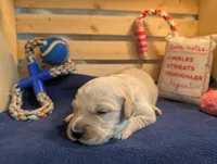 Leaf, a male Golden Retriever for sale in Klamath Falls, OR – 2 of 5
