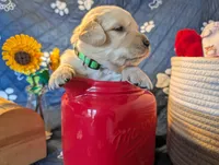 Leaf, a male Golden Retriever for sale in Klamath Falls, OR – 1 of 5