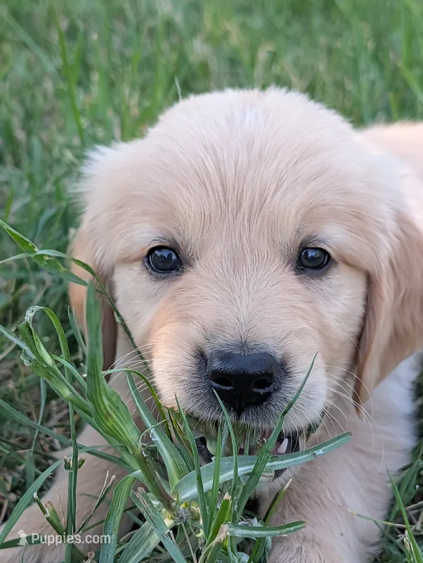 Star – Golden Retriever puppy on hold in Klamath Falls, OR