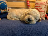 Gust, a male Golden Retriever for sale in Klamath Falls, OR – 2 of 5