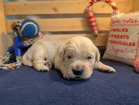 Rain, a male Golden Retriever for sale in Klamath Falls, OR – 2 of 5