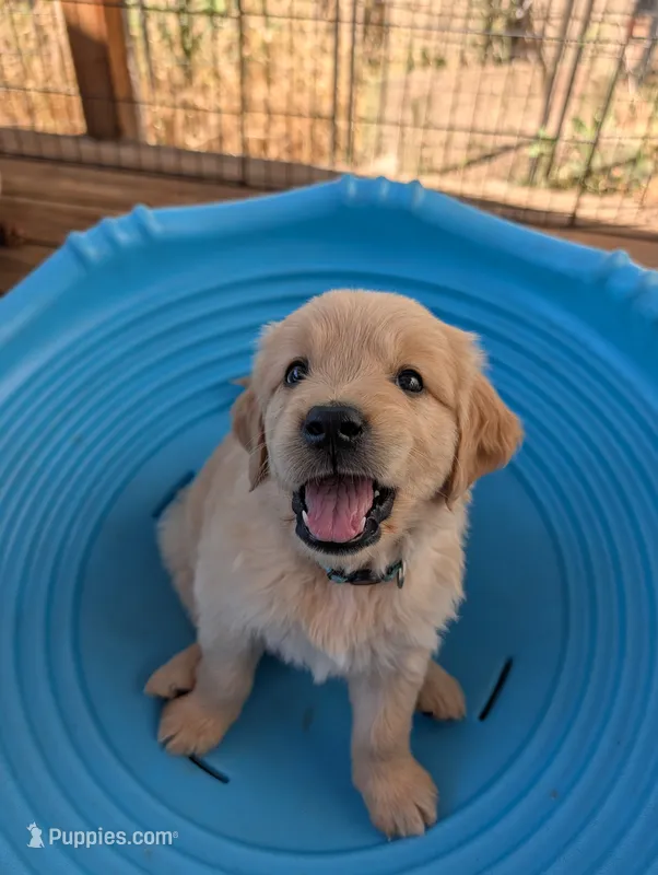 Star – Golden Retriever puppy for sale in Klamath Falls, OR