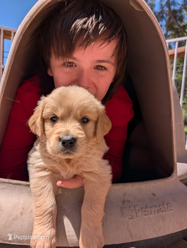 Star – Golden Retriever puppy for sale in Klamath Falls, OR