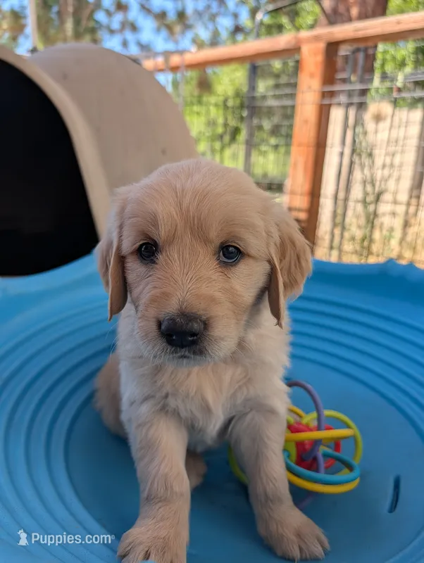 Droplet  – Golden Retriever puppy on hold in Klamath Falls, OR