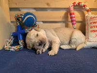 Sprinkle, a male Golden Retriever for sale in Klamath Falls, OR – 2 of 5