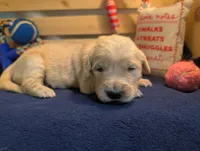 Droplet , a female Golden Retriever for sale in Klamath Falls, OR – 3 of 5